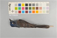 黑枕藍鶲藏品圖，第5張